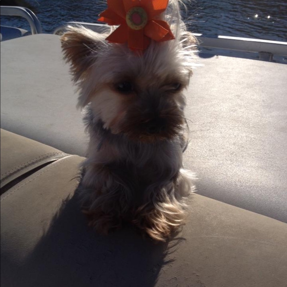 Meet your Posher, Lauri